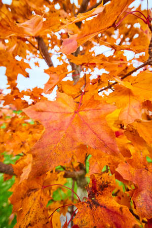 Close-up of orange fall tree in peak seasonの写真素材