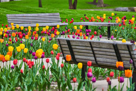 City park benches around stunning spring tulip gardens