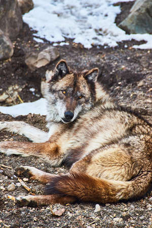 Detail of lone wolf resting on ground