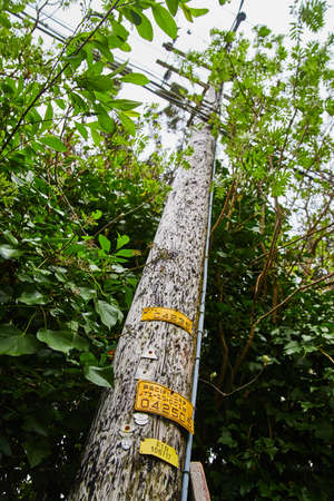 California telephone pole in forest on overcast dayの写真素材