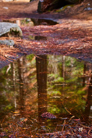 Detail of pine tree forest hiking trail puddle filled with pine needlesの写真素材