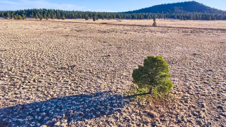 Lone pine tree with shadow from aerial view in desert plainsの写真素材