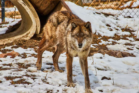 Lone dark wolf walking in snow in park staring at camera