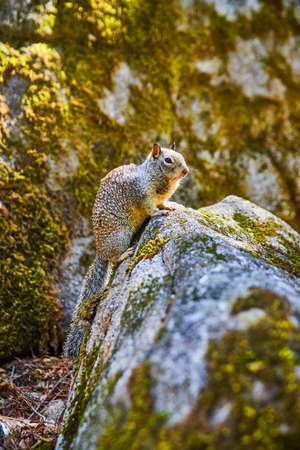 Portrait of adorable ground squirrel in Yosemite mountains posing on mossy rocksの写真素材