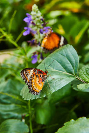 Detail of pair of Red Lacewing butterflies on purple flowersの写真素材