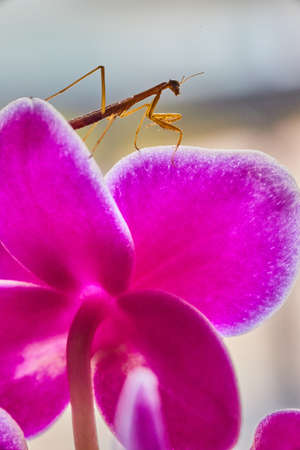 Baby pray mantis insect climbing orchid flowerの写真素材