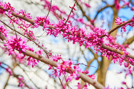 Vibrant pink flowers covering branches of cherry trees in springの写真素材