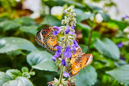 Pair of Red Lacewing butterflies sharing a purple flowerの写真素材