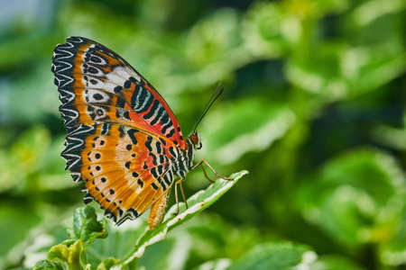 Up close to Red Lacewing butterfly with closed wingsの写真素材