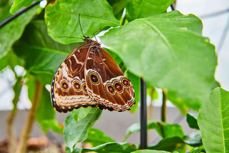 Stunning Owl Butterfly with brown spots