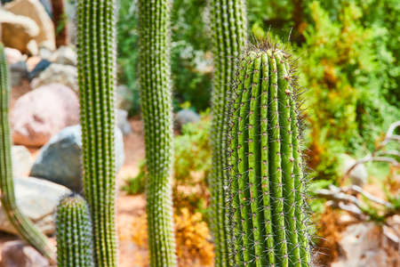 Detail of large traditional cactus covered in spikes with desert plants in backgroundの写真素材