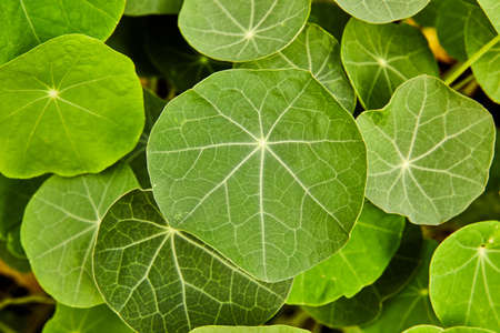 Detail of round green leaves from aboveの写真素材