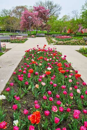 Valentines Day colored spring tulip garden in city parkの写真素材