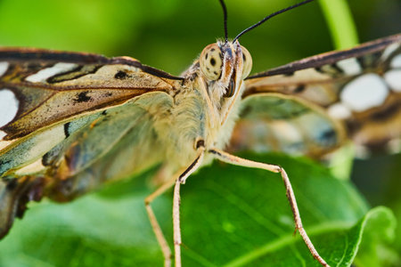 Macro of face on Brown Clipper butterflyの写真素材