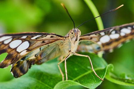 Brown Clipper butterfly face in detailの写真素材