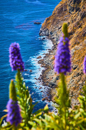 View through purple flowers of west coast being hit by ocean wavesの写真素材