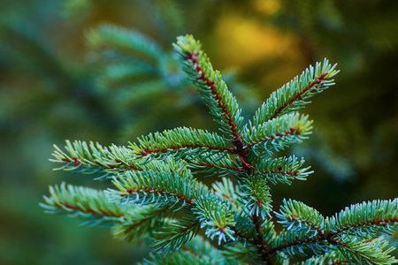 Green pine needle branch with faded green and yellow background asset