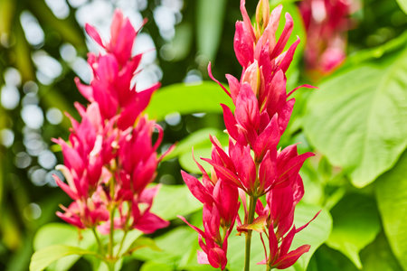 Brazilian red cloak plant with vibrant and brilliant hot pink foliage that looks like a flower