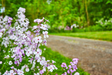 Stem of gorgeous purple Dames Rocket flowers in bloom with blurred road and blooming plantsの写真素材
