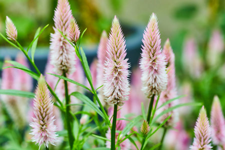 Background asset Silver Cocks Comb or Celosia plant with fuzzy comb of soft pinkの写真素材