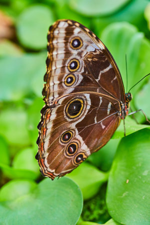 Vertical close up of closed brown wings on Blue Morpho butterfly as it rests on water lettuceの写真素材