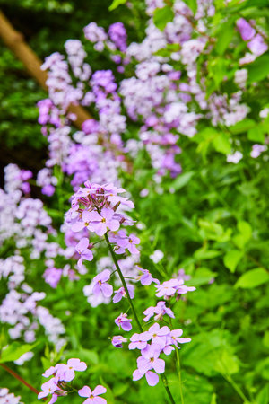 Vertical of stem with purple Dames Rocket on a hill full of flowers background assetの写真素材