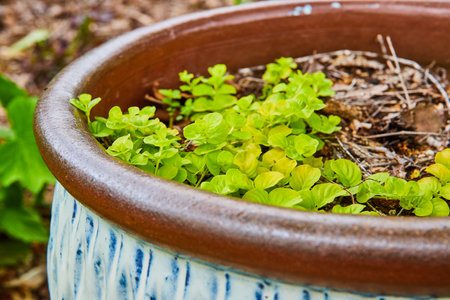 Creeping Jenny in painted clay pot with white and blue patternの写真素材