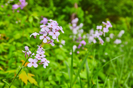 Dames Rocket purple flowers against green plant hilly background assetの写真素材