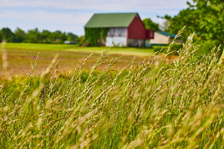 Green wheat farm crop growing in bright sunshine with distant barn background assetの写真素材