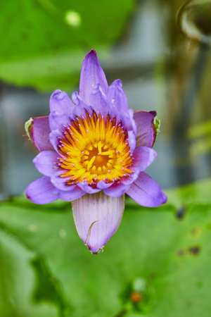 Vertical of single purple Panama Pacific Waterlily in bloom on surface of pond waterの写真素材