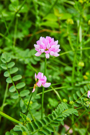 Vertical pink crown vetch wild flowers in bloom with blurred green background assetの写真素材