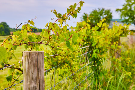 Creeping vines choking metal wire fence under blue summer skiesの写真素材
