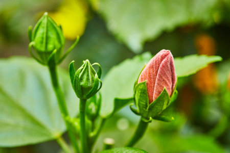 Lovely soft pink Hibiscus Flower budding with nearby green buds growing in close up shotの写真素材