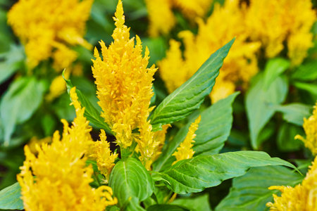 Bright vibrant yellow Celosia in bloom with sun gold plume background assetの写真素材