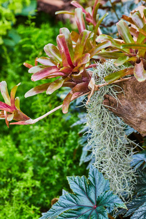 Rare Neoregelia fireball plant with gorgeous blue and green leaf below with red veinsの写真素材