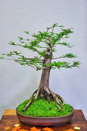 American Bonsai Tree or Cypress bonsai tree in bed of vibrant green moss with exposed rootsの写真素材