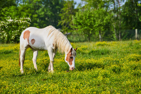 Sunny lighting on white and brown paint horse grazing in yellow field with forest backgroundの写真素材