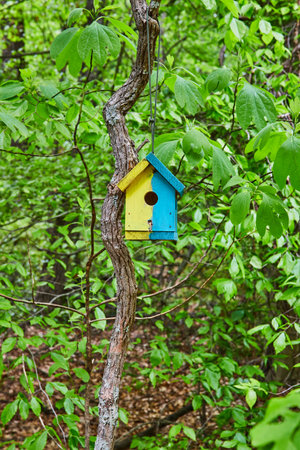 Yellow and blue painted wooden birdhouse hanging from twisted tree trunkの写真素材