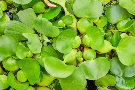 Close up of surface of pond with water lettuce plant background asset