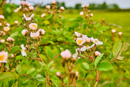 Close up of small pink dog rose flowers with exposed yellow pollen and green leavesの写真素材