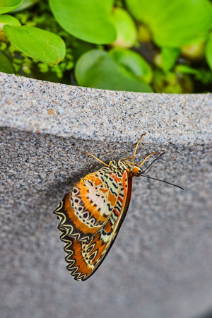 Close up of Leopard Lacewing butterfly with closed wings on gray pot with water lettuce