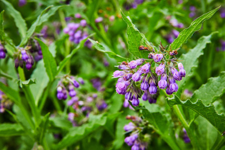 Purple Common Comfrey in bloom with green leafy backgroundの写真素材