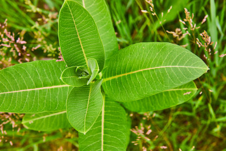 Common Milkweed with Latin name Asclepias Syiaca top down shot of plant background assetの写真素材