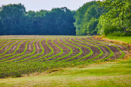 Swerving path of young budding crop in farmers field with clean dirt rows and distant forest