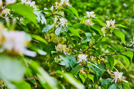 Honeysuckle, bush, plant, white flowers, light green background assetの写真素材