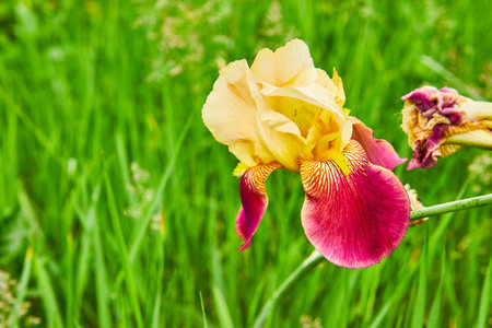 Blooming Bearded Iris with purple and yellow petals and wilting flower with green backgroundの写真素材