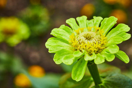 Zinnia Elegans Queen Lime flower in full bloom with blurred background macro shotの写真素材