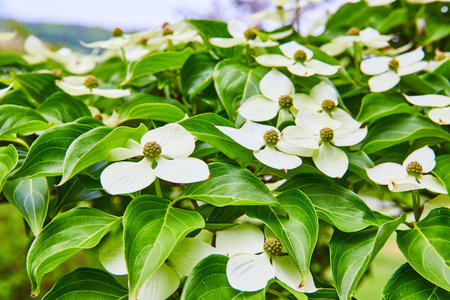 Wall of white Flowering Dogwood with sky backgroundの写真素材