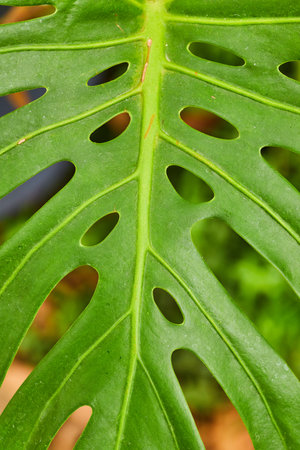 Unique lime green leaf with raised brighter green veins and circular holes in foliageの写真素材