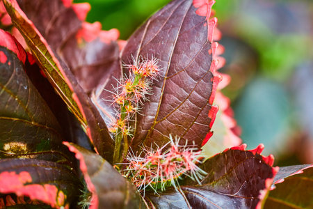 Close up of internal spiky stamen portion of colorful and exotic Acalypha Copper Plantの写真素材